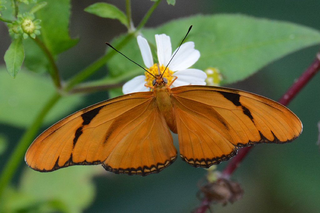 093 2015-01119873 Southern Glades, FL.JPG - Julia Heliconian (Dryas julia). Butterfly. Southern Glades, FL, 1-11-2015